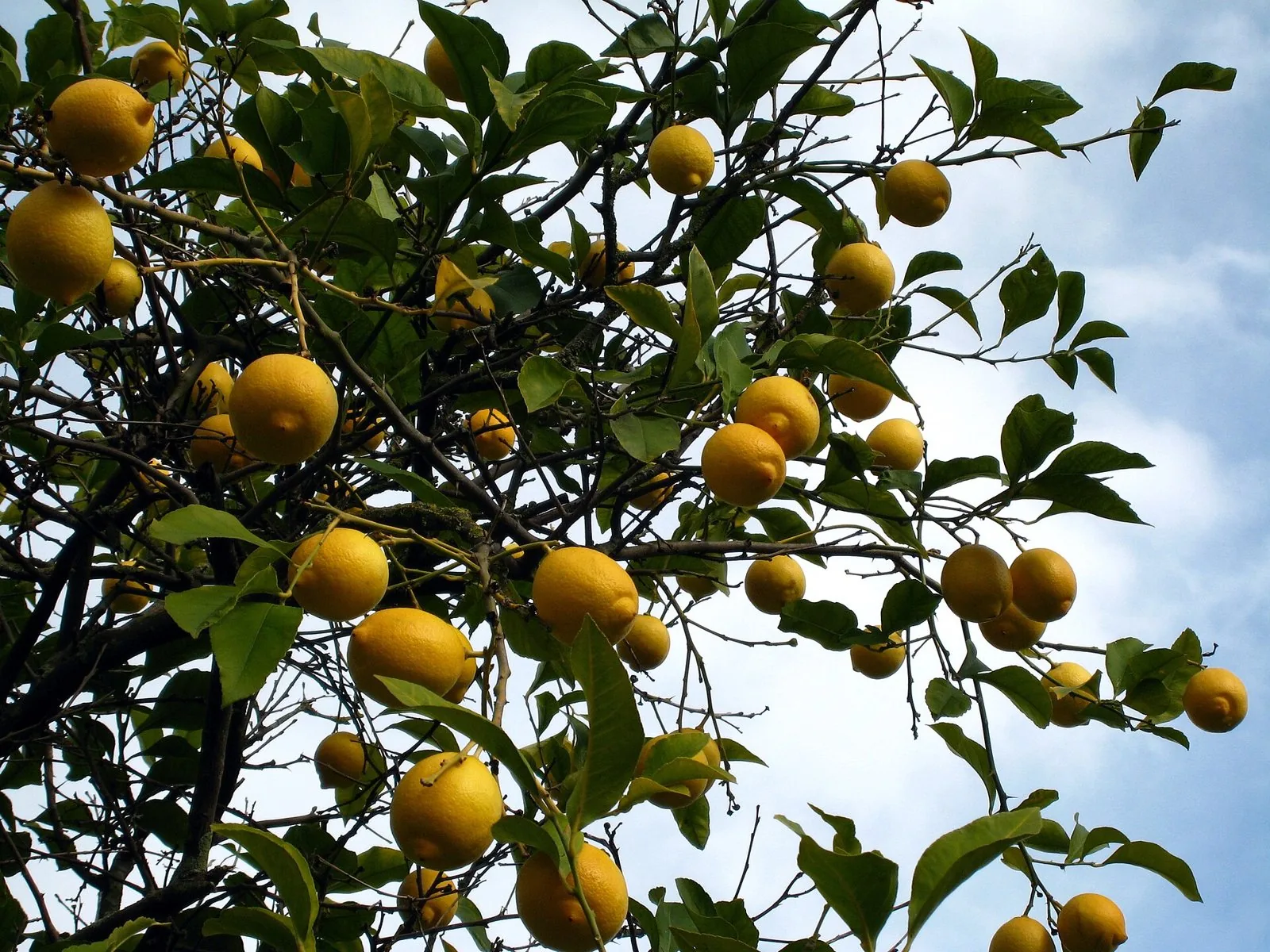 Il Giardino di Ciccio, 