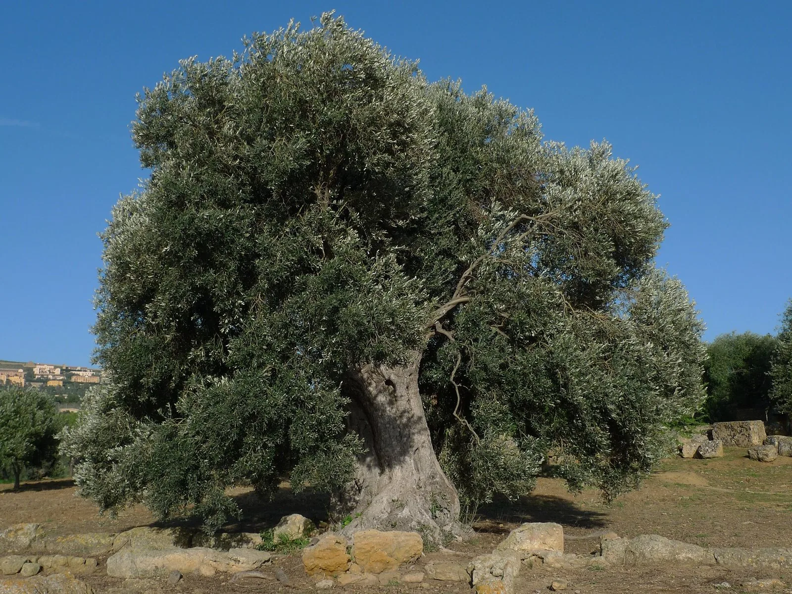 Il Giardino di Ciccio, 